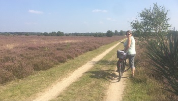 Zur Blüte in die Lüneburger Heide